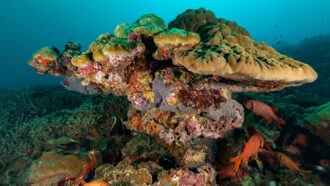 underwater scene of coral on ocean floor with fish swimming around