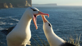 image of a pair of albatrosses with cliffside and ocean in the distance