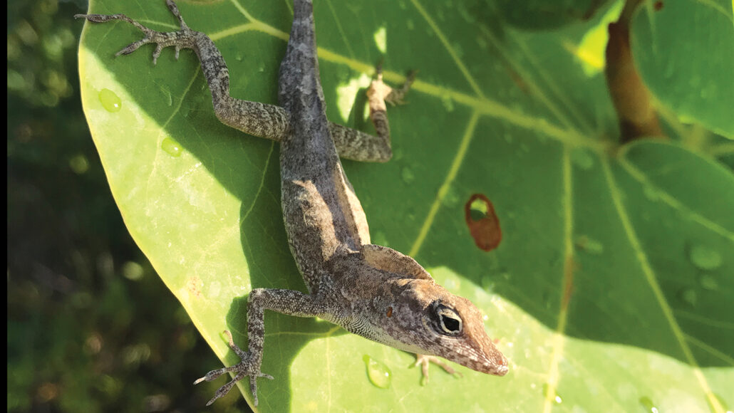 a small lizard sitting on a leaf
