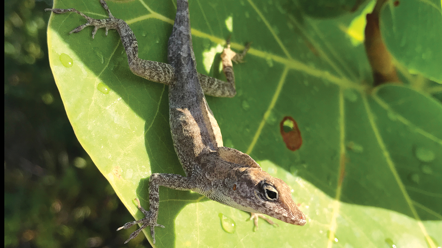 A new book shows how animals are already coping with climate change - Science News