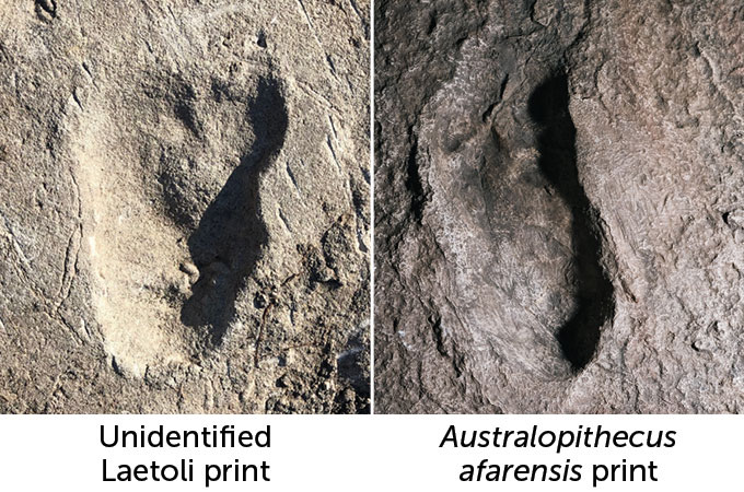 an image of a footprint from an unidentified hominid next to an image of an Australopithecus afarensis footprint