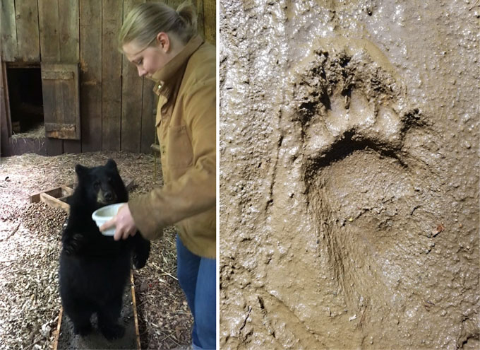 image of Ellison McNutt holding a bowl of food in front of a standing black bear next to an image of a bear footprint in mud