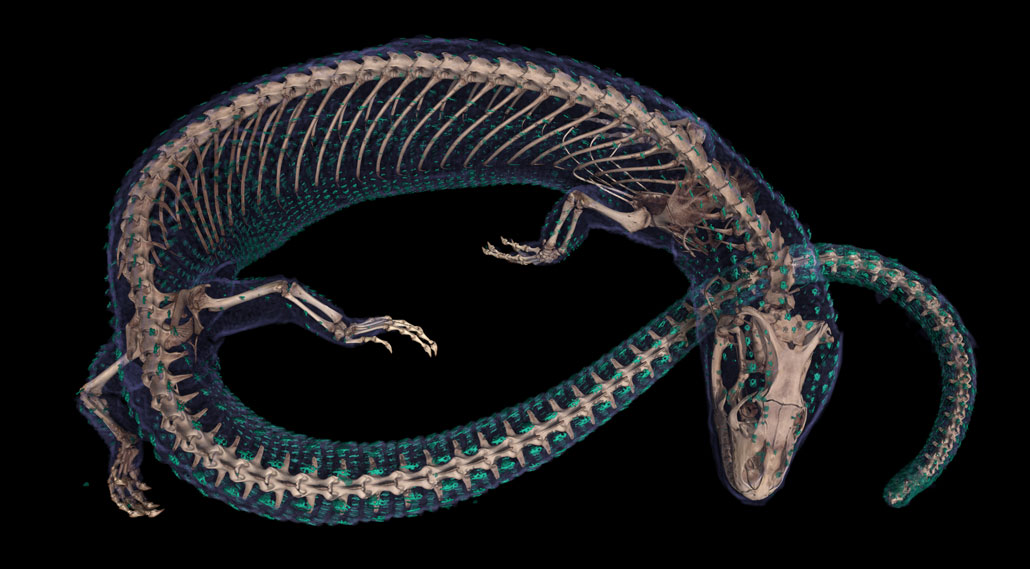 CT scan of a curled up monitor lizard showing the skeleton in white and bony armor in green