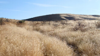 Cheatgrass