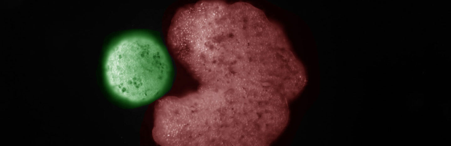 image of a xenobot parent next to offspring
