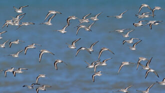 image of a flock of white and black sanderling birds