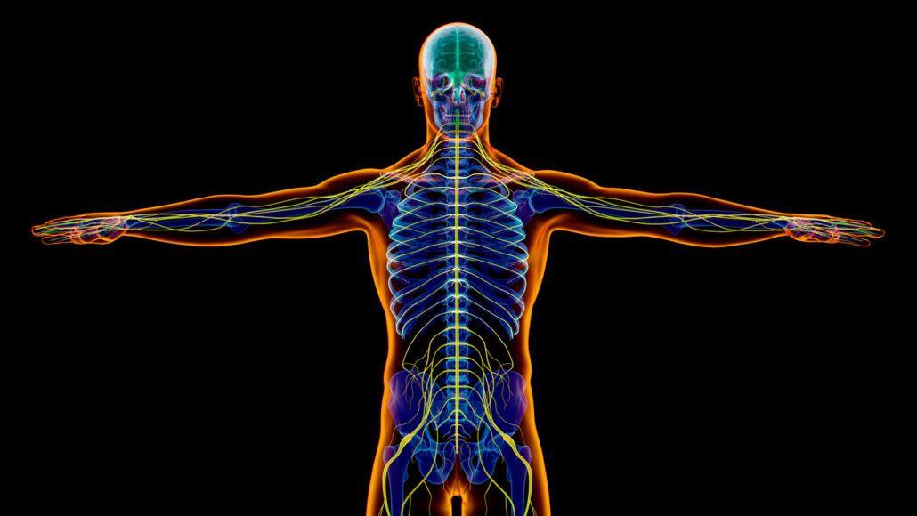 illustration of a skeleton with the nervous system highlighted