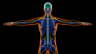 illustration of a skeleton with the nervous system highlighted