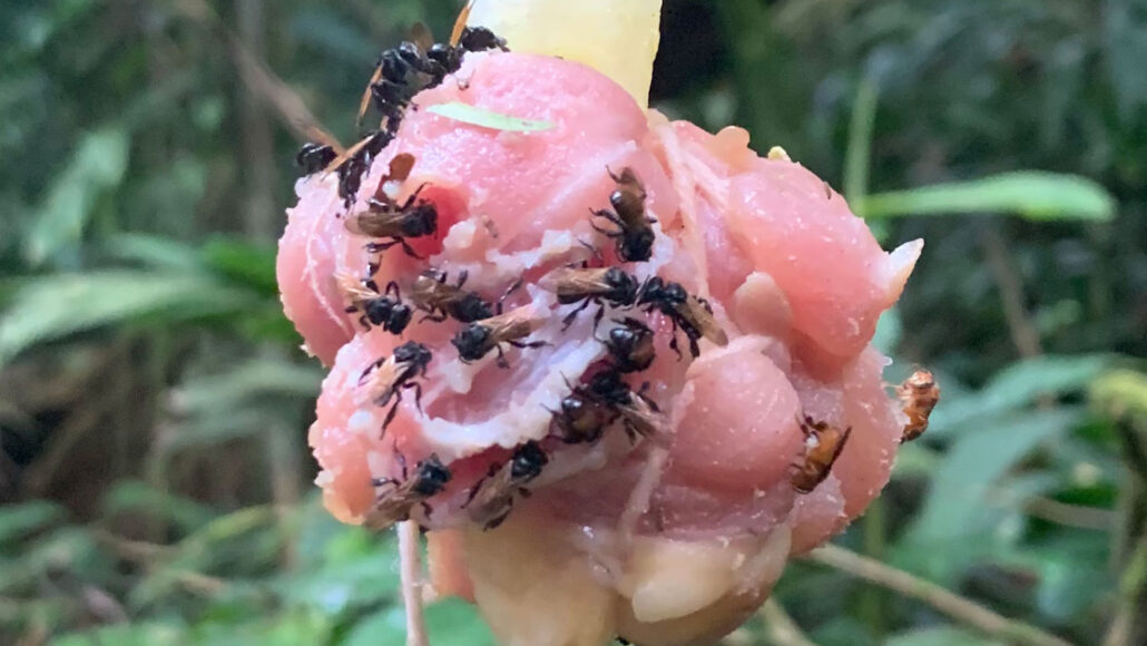 image of vulture bees on a piece of chicken