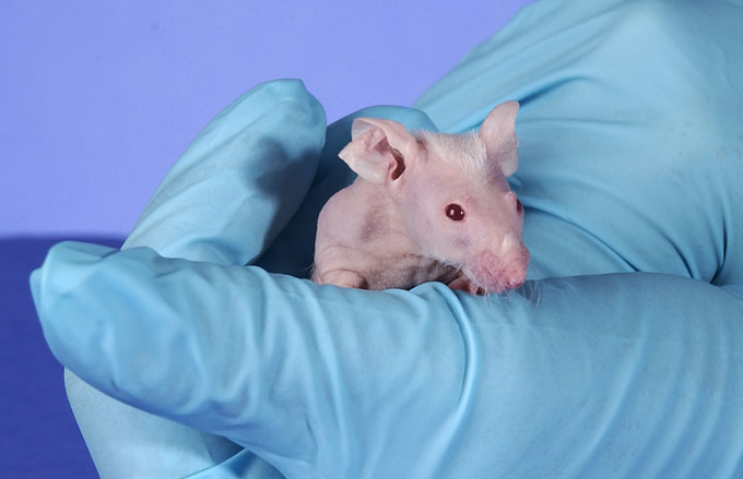 image of a blue gloved hands holding a lab mouse