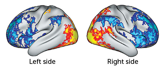 right and left side brain scans show areas where psilocybin boosted connectivity