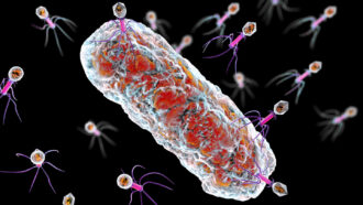 an illustration of viruses attacking a rod-shaped bacterium