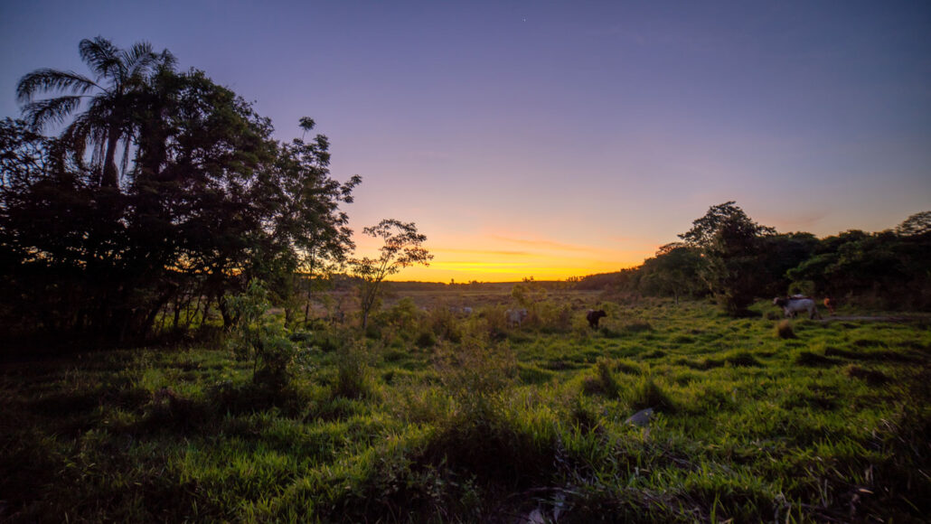 a young tropical forest growing on abandoned pastureland, with the sun rising or setting in the background