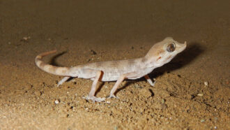 A Misonne’s spider geckos standing on sandy ground