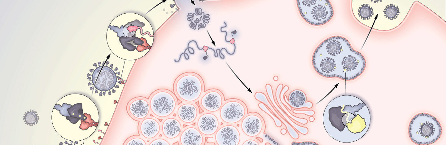 illustration of the coronavirus lifecycle