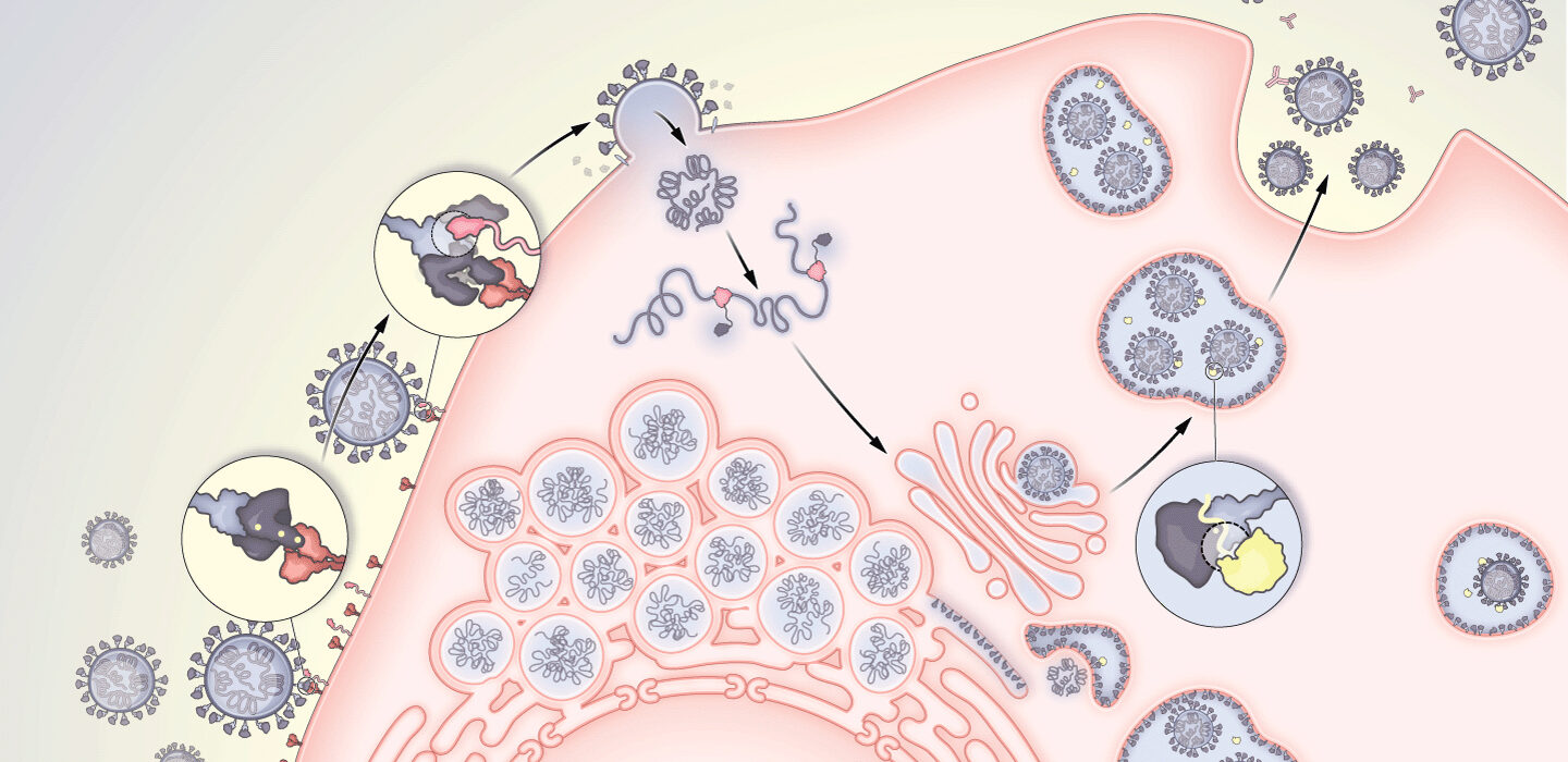 illustration of the coronavirus lifecycle