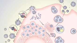 illustration of the coronavirus lifecycle