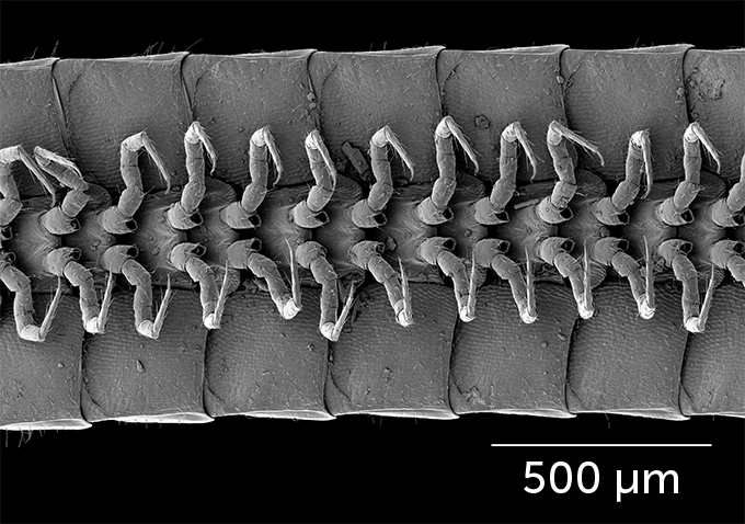 a black and white microscope image of a dozen pairs of millipede legs