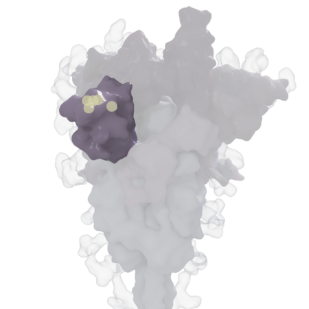 3-D rendering of the coronavirus spike protein with the N-terminal domain highlighted in purple