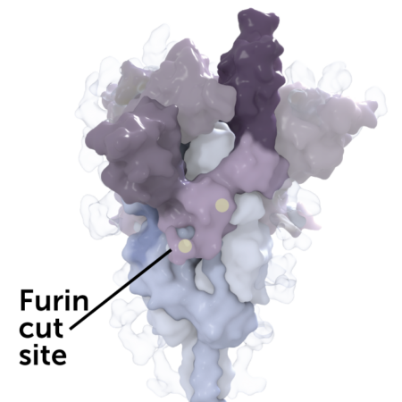 3-D rendering of the coronavirus spike protein with the furin cut site labeled
