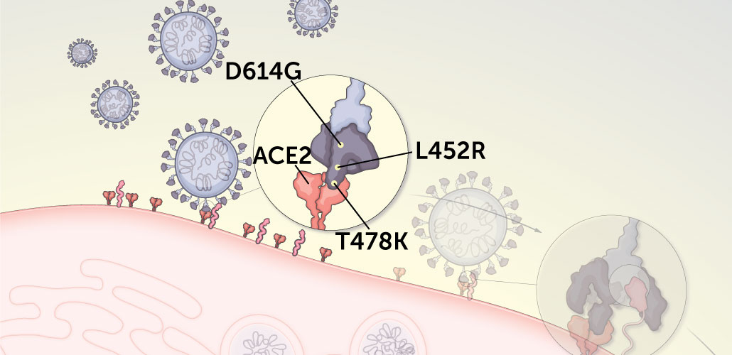 illustration of D614G, L452R, and T478K mutations on the spike protein's receptor binding domain as it latches onto the ACE2 protein on the surface of a human cell