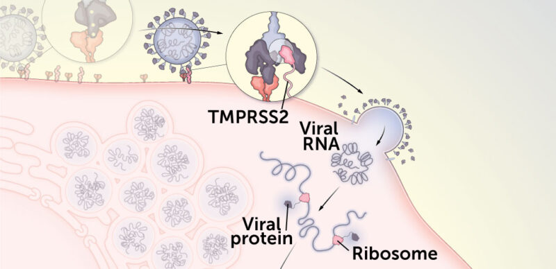illustration of a TMPRSS2 protein cutting part of the spike protein so that the coronavirus can infiltrate the cell's membrane, add it's RNA, and create new viruses