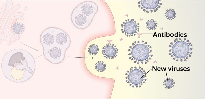 illustration showing antibodies attacking the spike protein on virus particles and blocking them from entering cells