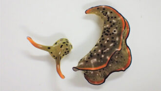 photo of a sea slug body next to its detached head