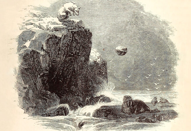 sketch of a polar bear pushing a rock over a cliff to kill a walrus
