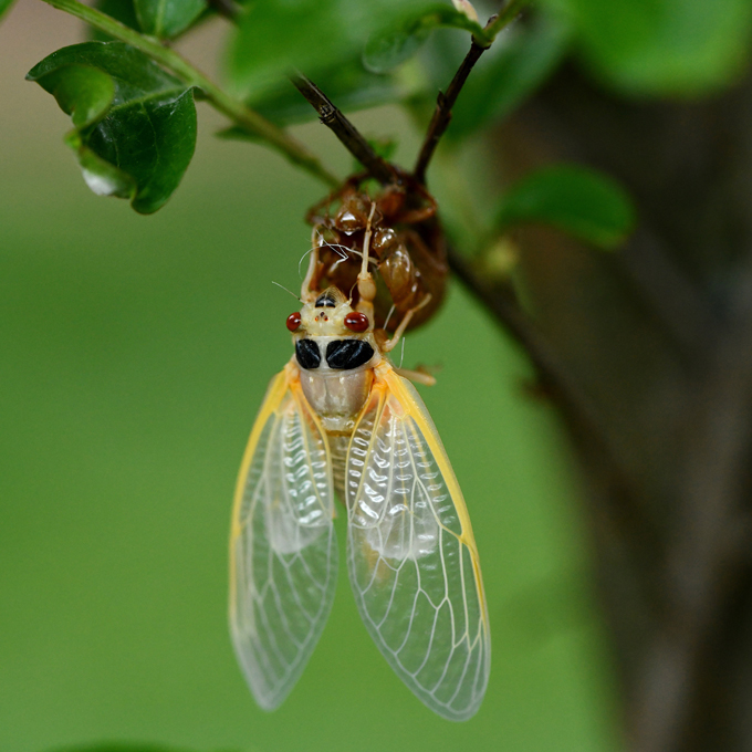 New adult cicada with pale wings