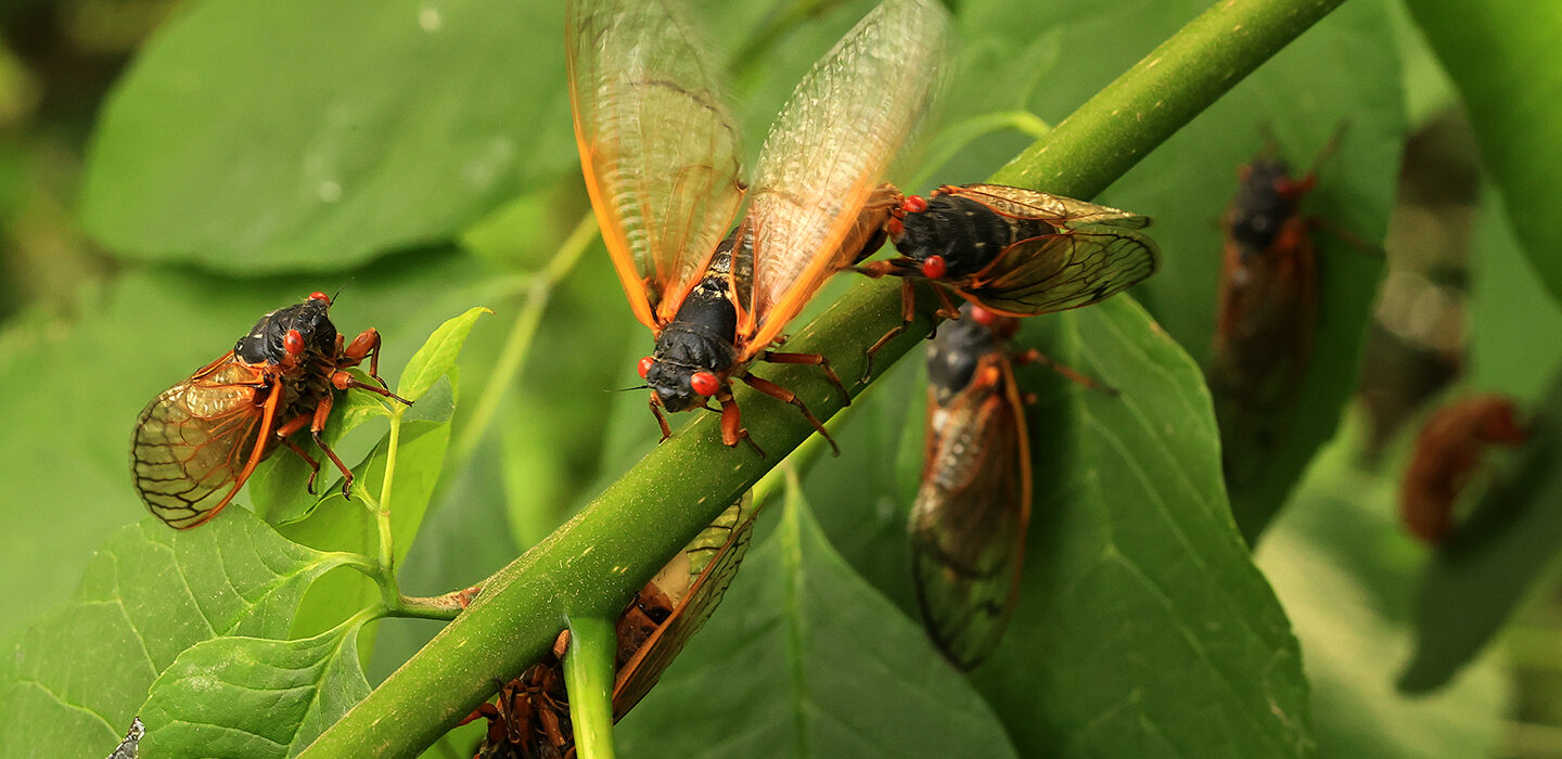 Brood X cicadas on a leaf