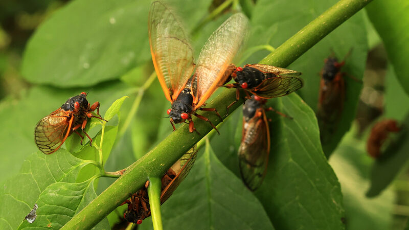 Brood X cicadas on a leaf