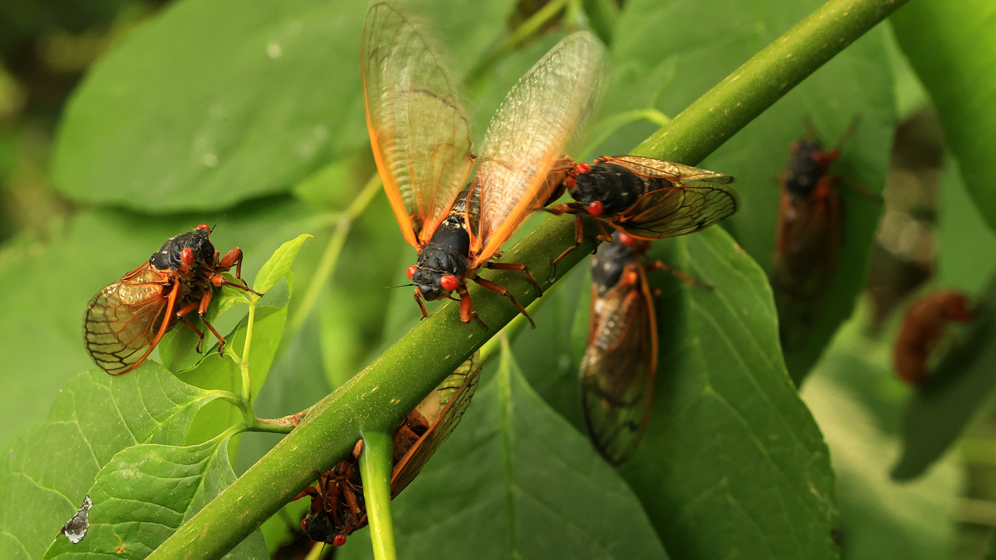 Cicada 2024 Prediction Zita Courtenay