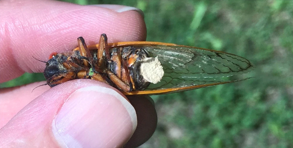 Fungus on a cicada's rear