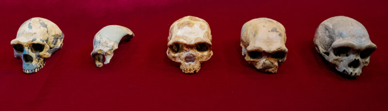 a photo of Chinese Homo skulls