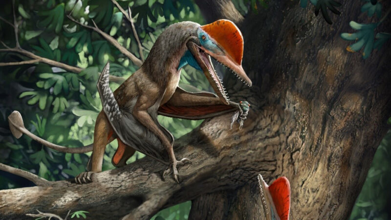 illustration of a pterosaur