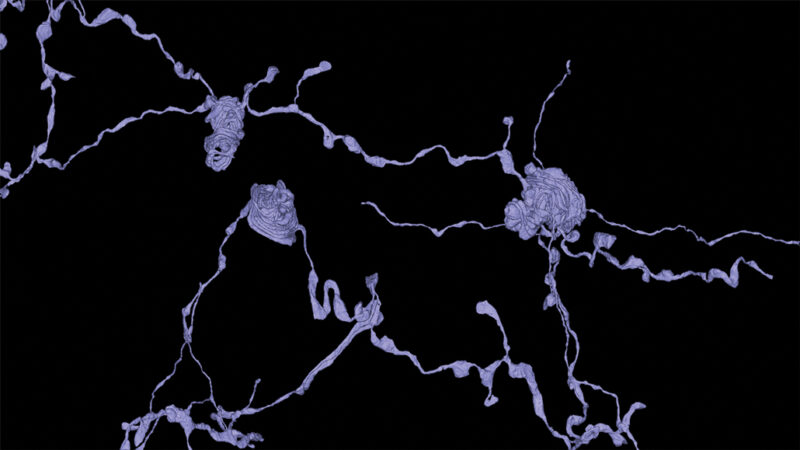 3-D image of nerve cells