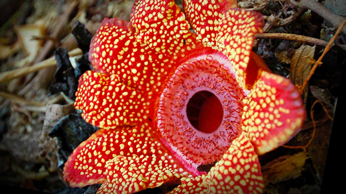 photo of yellow and red Sapria himalayana flower