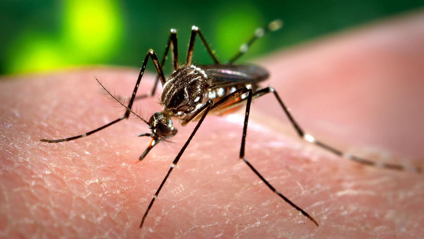 50 years ago, scientists were genetically modifying mosquitoes