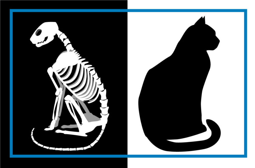 Skeleton and living cat