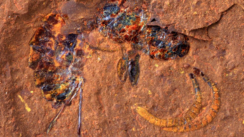 image of a fossilized wasp