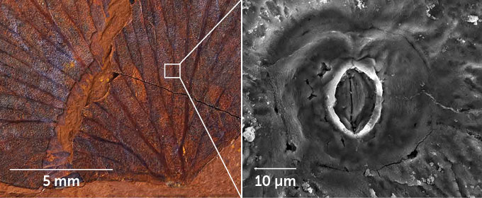 image of a fossilized fern leaf next to a close-up of a fern stomata