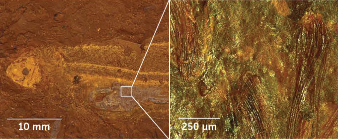image of a fossilized fish next to an image of insects inside the stomach