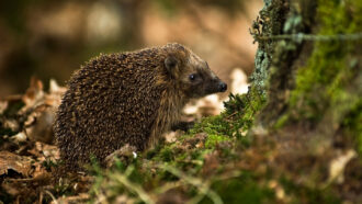 a European hedgehog next to a mossy plant