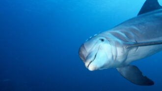 a dolphin looking at the camera