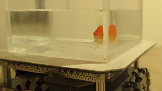 A goldfish in a clear tank that is attached to wheels