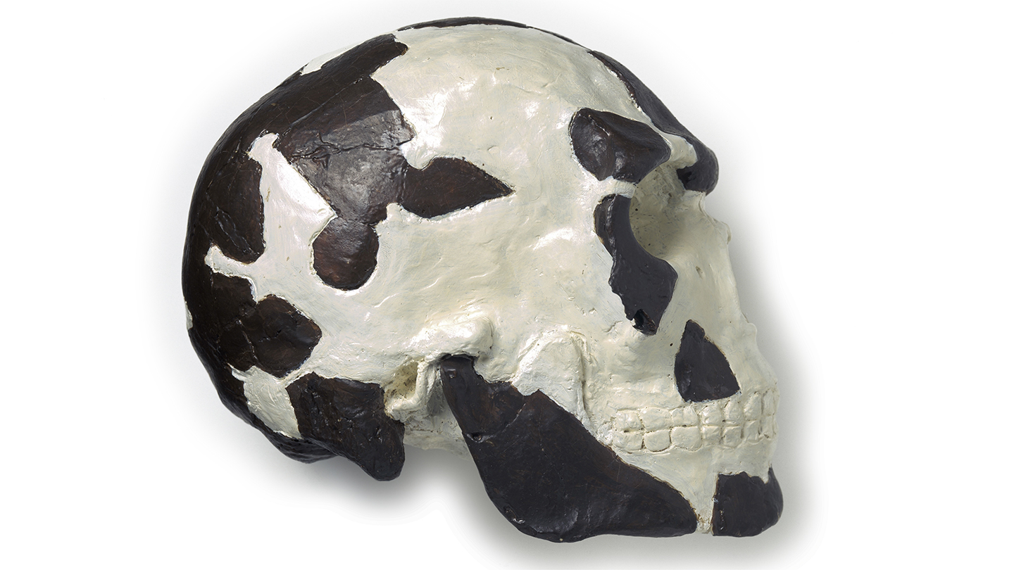 Dark areas in this reconstruction of a Homo sapiens skull represent fossils found more than 50 years ago at Ethiopia’s Omo site. A new analysis push