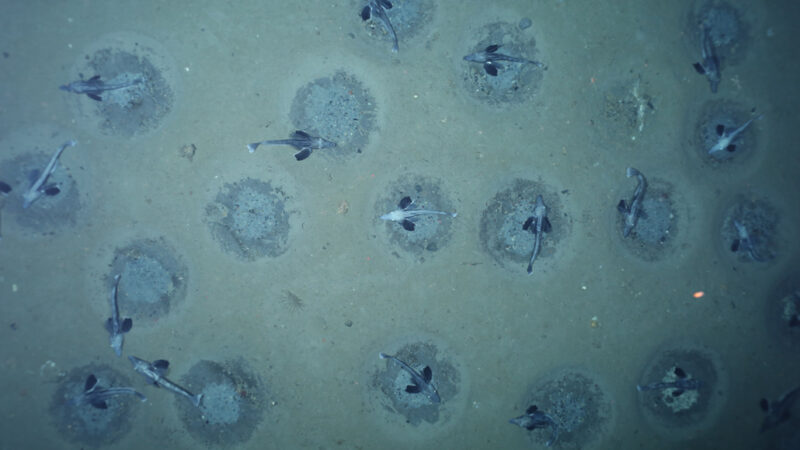 photo of lots of ice fish and their nests taken from above