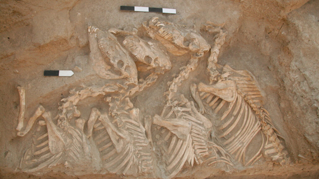 esqueletos fosilizados de cuatro kungas acostados uno al lado del otro
