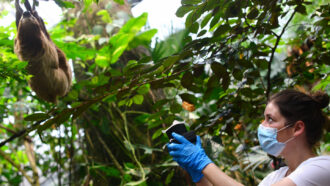 photo of Kristine Bohmann using a vacuum to collect air samples near a sloth hanging from a tree